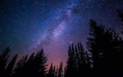 Dark forest with galaxy in the sky